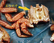 �ъI�����΂��Q