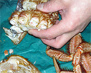 �уK�j�����΂��R