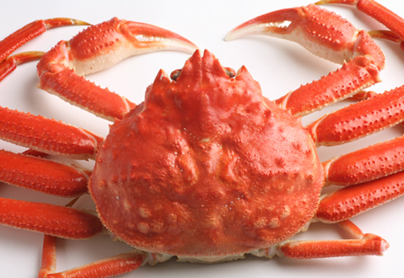 �Y���C�K�j�P